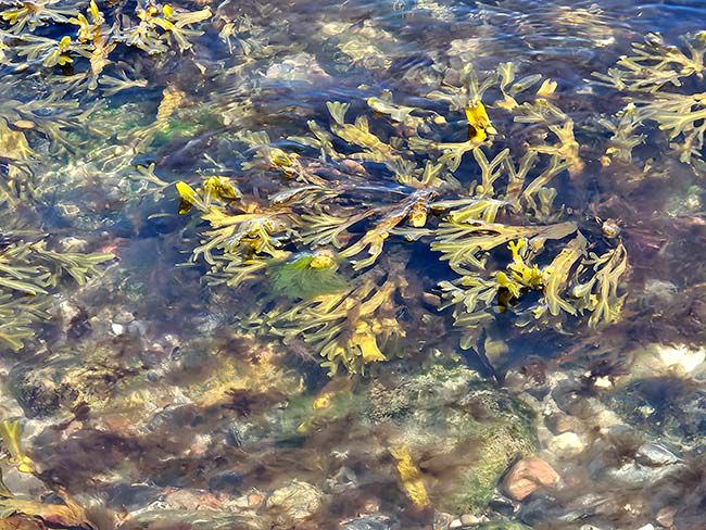 Pflanzen im Fluss