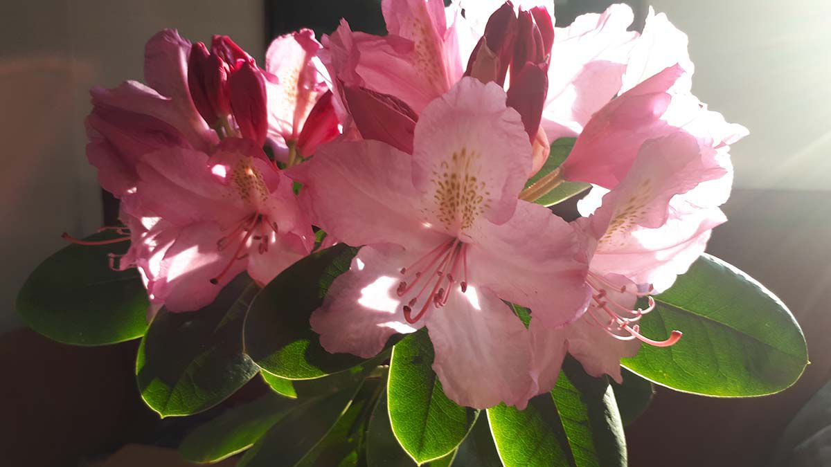 Blumen