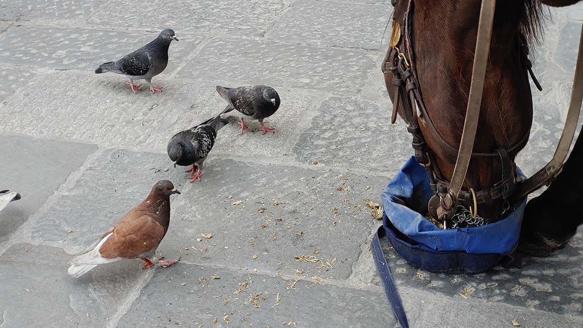 Pferd und Tauben